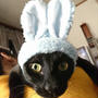 【小梅・さくら通信】「かわいいかわいいねこうさぎちゃん」その2♪　 #ねこうさぎちゃん