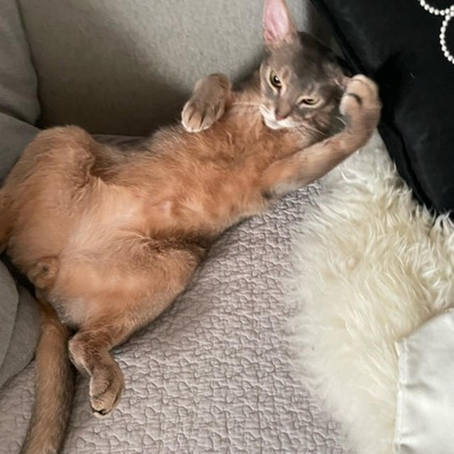 病院でガクブルして疲れ果てた猫の姿