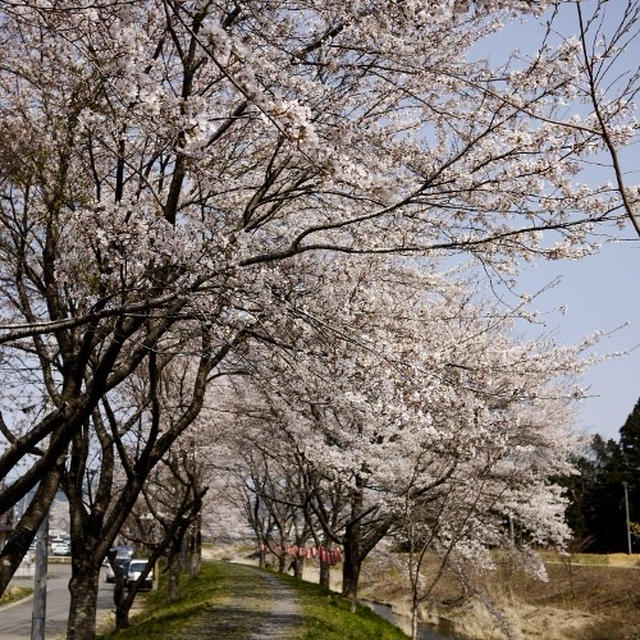 気仙沼市内でお花見。