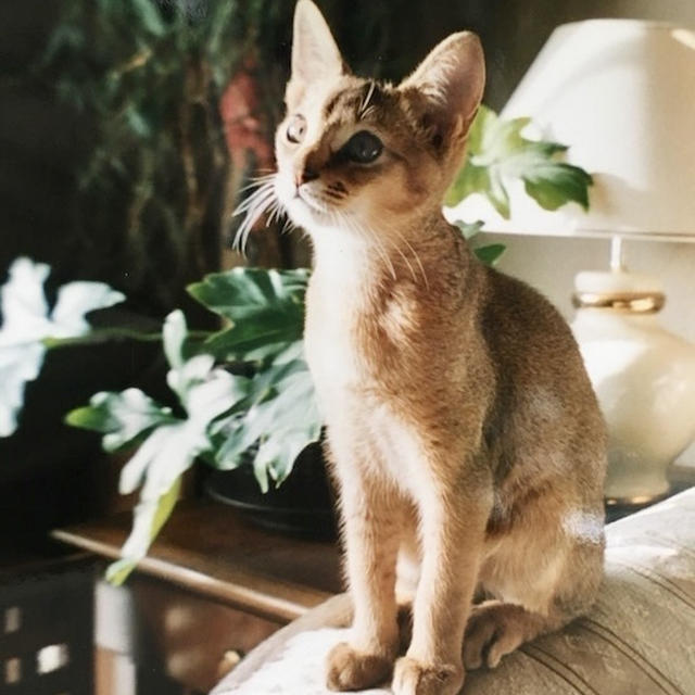 たま男、9回目の命日　子猫のたまと仲間たち