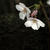 桜三昧な一日