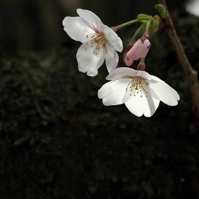 桜三昧な一日