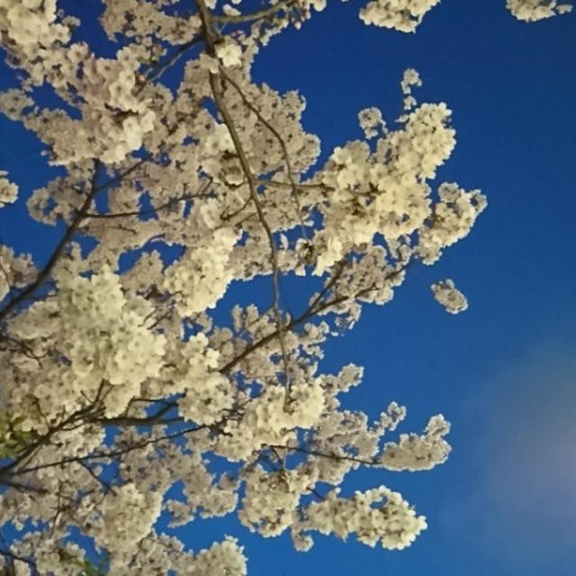 日本橋のたもとの桜は満開 #桜 #満開
