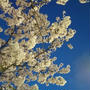 日本橋のたもとの桜は満開 #桜 #満開