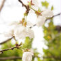 iceの庭　初咲きの桜♪
