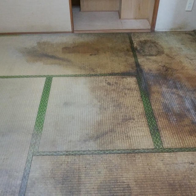 ペットの汚れで自宅賃貸マンションがひどいことに