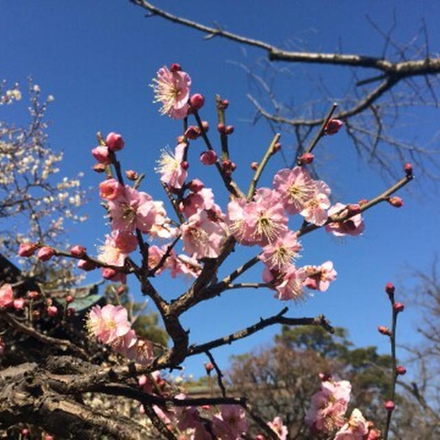 三嶋大社の梅