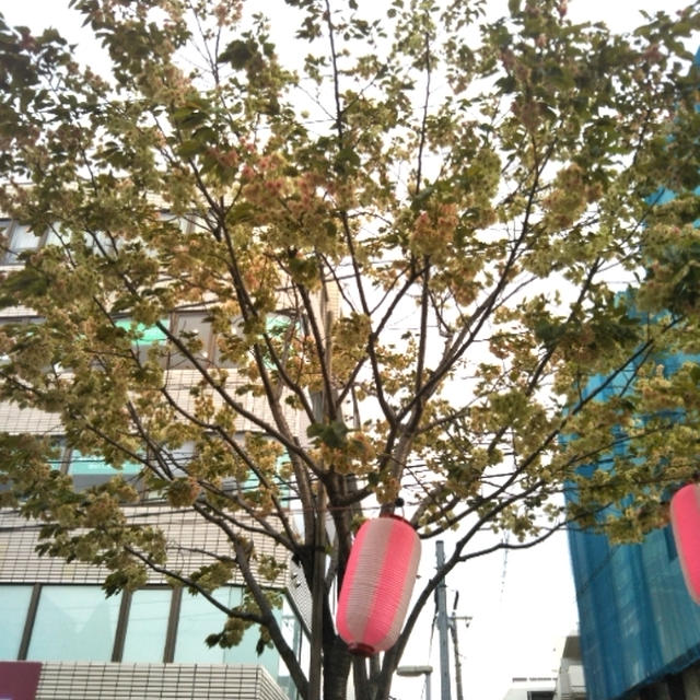 射的でゲット☆自由が丘の桜まつり