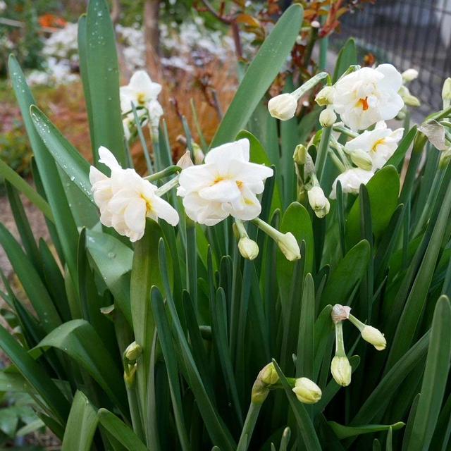 八重咲水仙の花2024#最近撮った写真は
