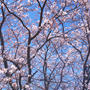 桜満開。