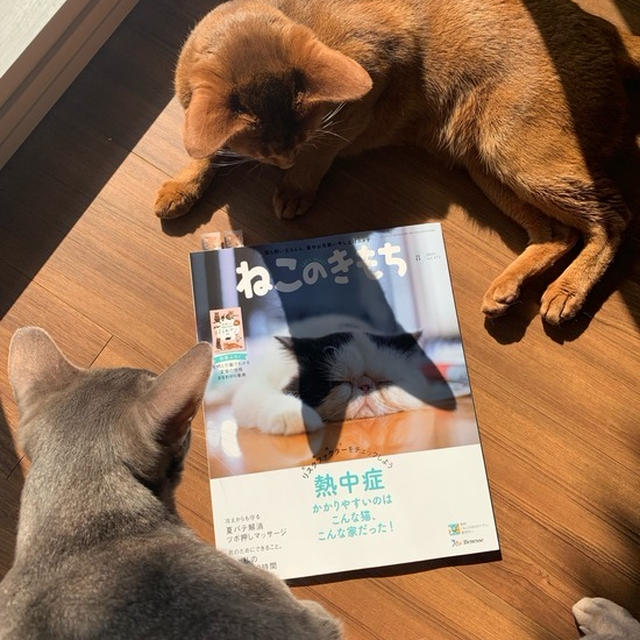 「ねこのきもち ８月号」に、ひめちゃんが２匹♪