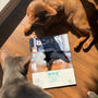 「ねこのきもち ８月号」に、ひめちゃんが２匹♪