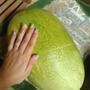 子どもの夏休み！夏野菜を畑で収穫したよ