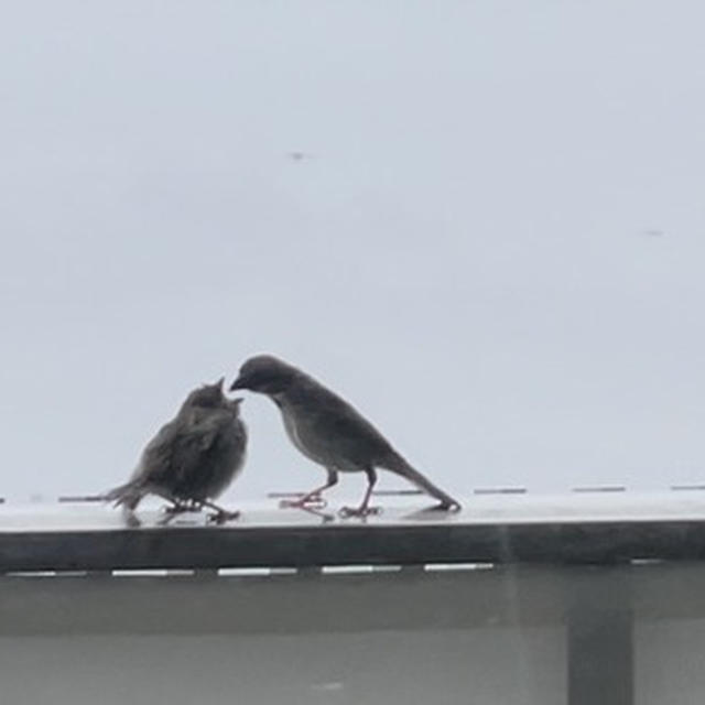 迷い子スズメ？がベランダに…