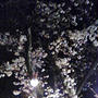 *春だ！桜だ！夜桜宴会*