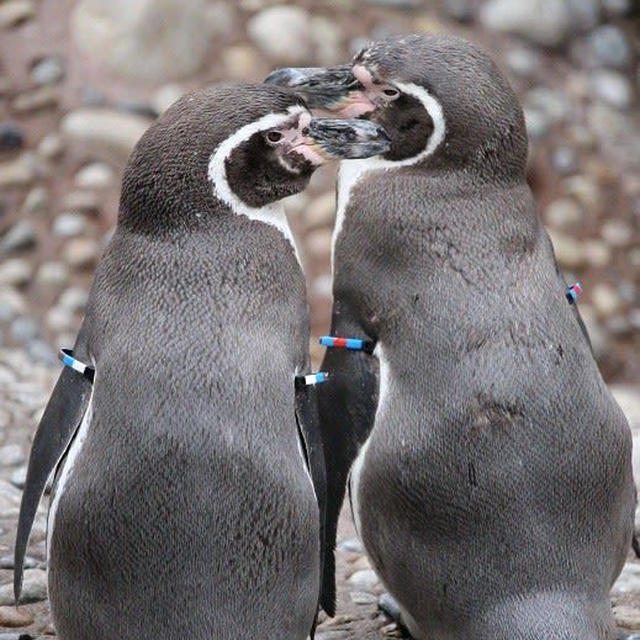 マリンピア日本海のペンギンさんがめちゃかわいかったです♡