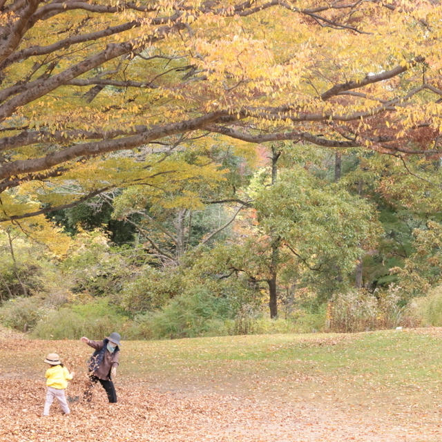 野草園　写真日和