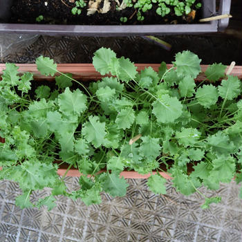 ベランダの植物　2025年5月