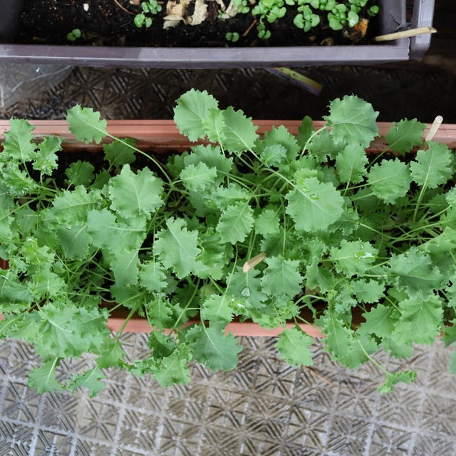 ベランダの植物　2025年5月