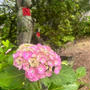 矢田寺の紫陽花庭園