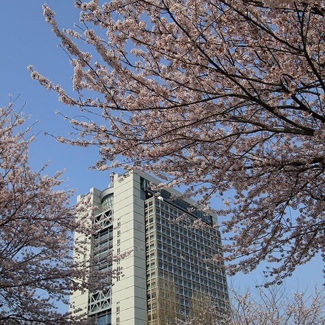 県庁と桜