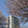 県庁と桜