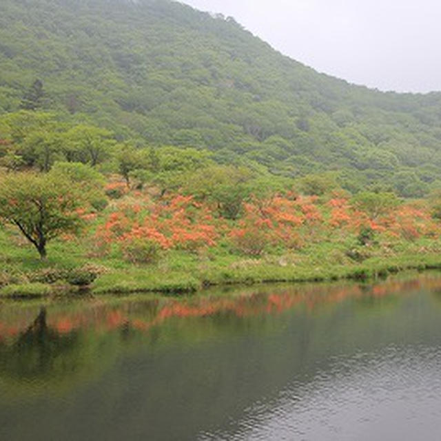 赤城覚満淵のレンゲツツジ