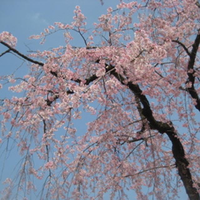 最近の樹パレード☆
