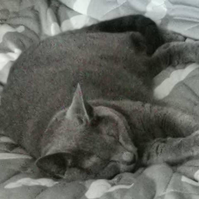 桃之介の召喚状
