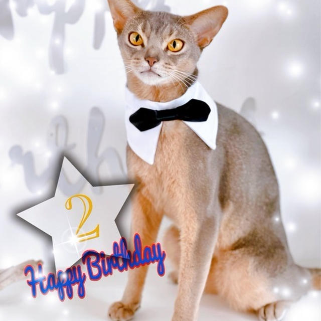わか坊、2歳のお誕生日会♪