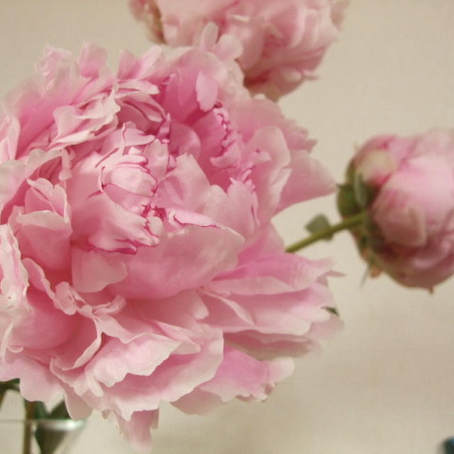 芍薬…しゃくやく