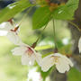 まだまだ桜…♪