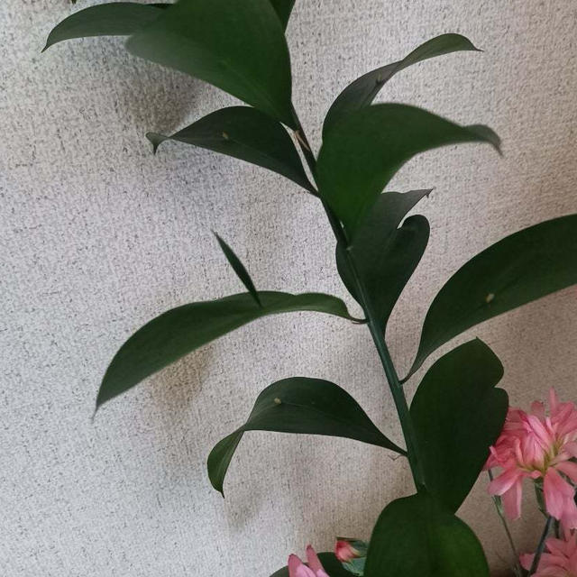 奇跡のルスカス
