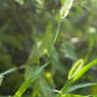 えのころ草（ねこじゃらし）