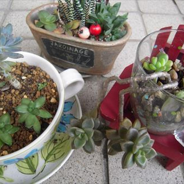 多肉植物、初心者うさうさ格闘す！