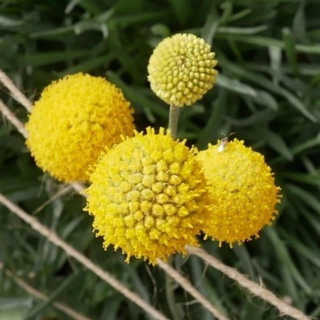 クラスペディアの花