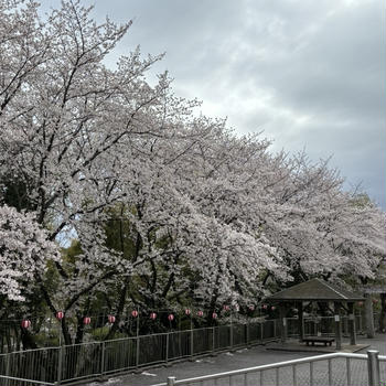 庚申山総合公園の桜