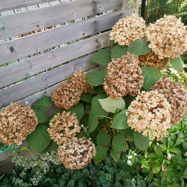 アナベルが茶色に、、、#最近撮った写真は
