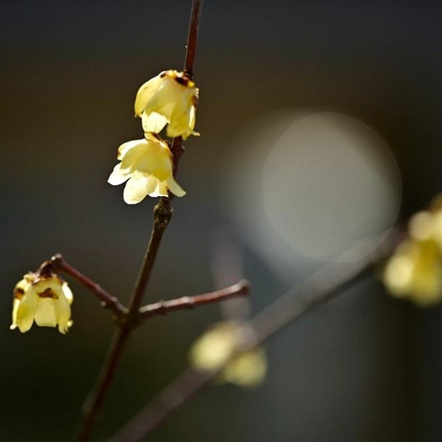 新潟県立植物園の蝋梅