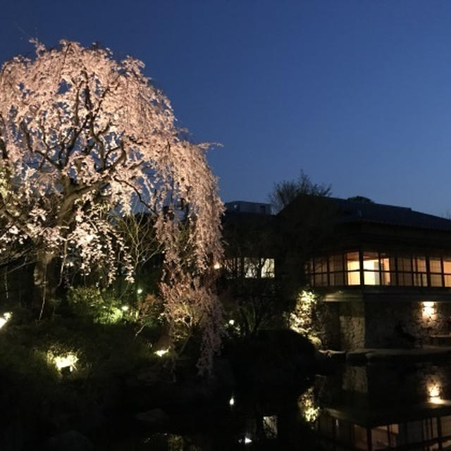 目白庭園の桜2018=Part II=