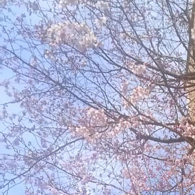 ☆都内の桜、横浜の桜☆
