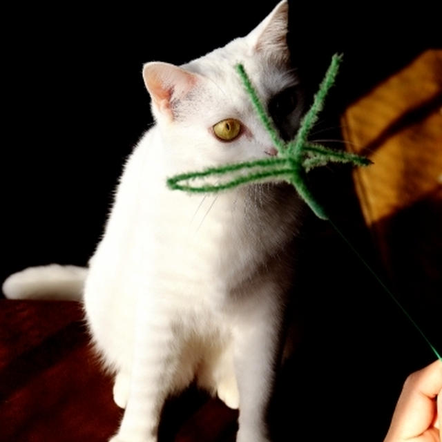 おちびさんとおもちゃ・・にゃ♪