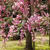 たまには休憩☆小石川後楽園の桜たちが綺麗でした♪
