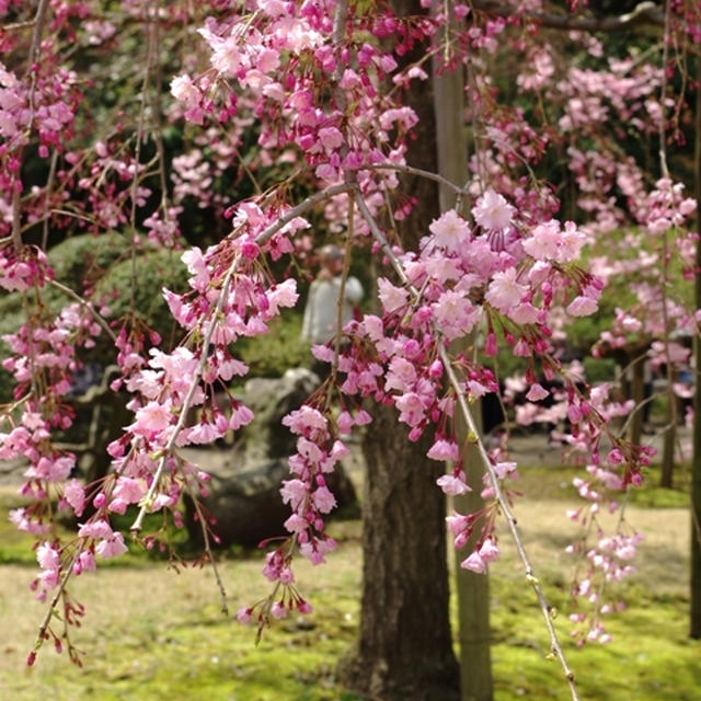 たまには休憩☆小石川後楽園の桜たちが綺麗でした♪