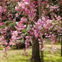 たまには休憩☆小石川後楽園の桜たちが綺麗でした♪