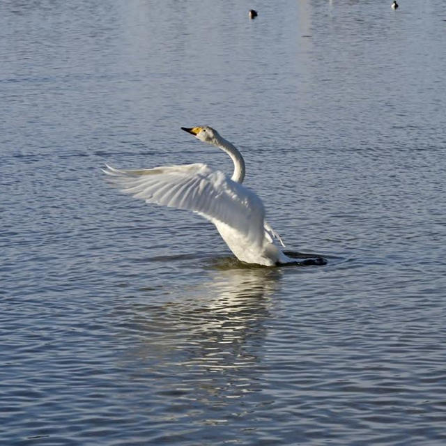 瓢湖の羽を広げる白鳥さん♡