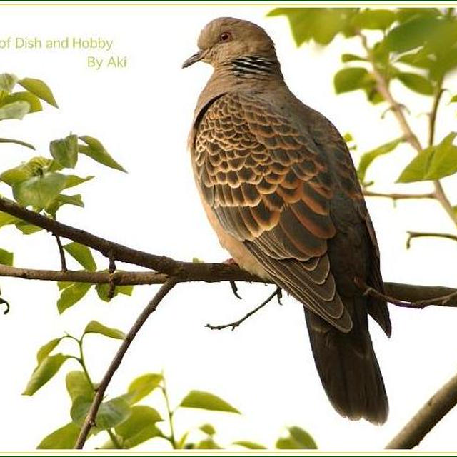 キジバト／オナガ／我が家のペット錦華鳥ペアのご紹介です。