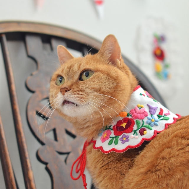 カロチャ刺繍の猫の襟その１
