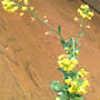 活き活きと元気いっぱいのミニ青梗菜の花と蕾です。
