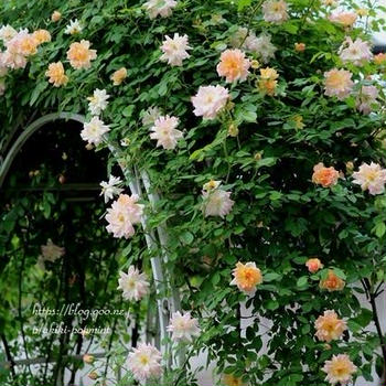 ■アーチのフィリスバイドと、ピンクの小花と、洗濯干し場のバラ。